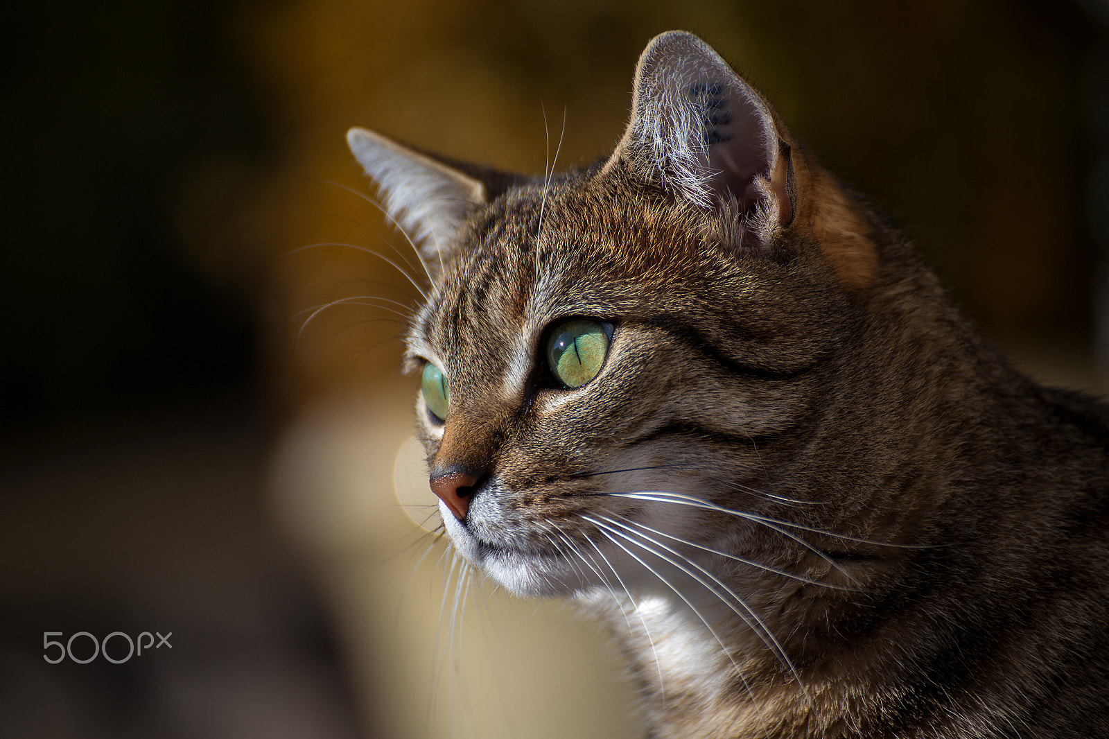 Tamron SP 35mm F1.8 Di VC USD sample photo. Miko portrait photography
