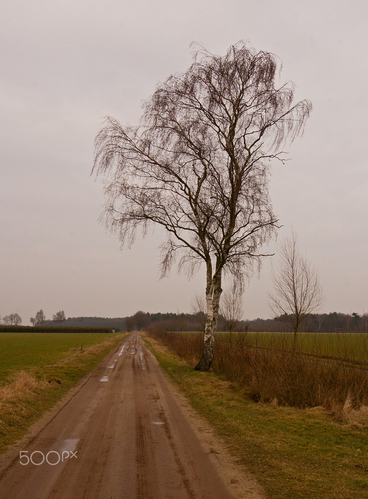 Canon EOS 400D (EOS Digital Rebel XTi / EOS Kiss Digital X) sample photo. Lonely tree with a sand road photography