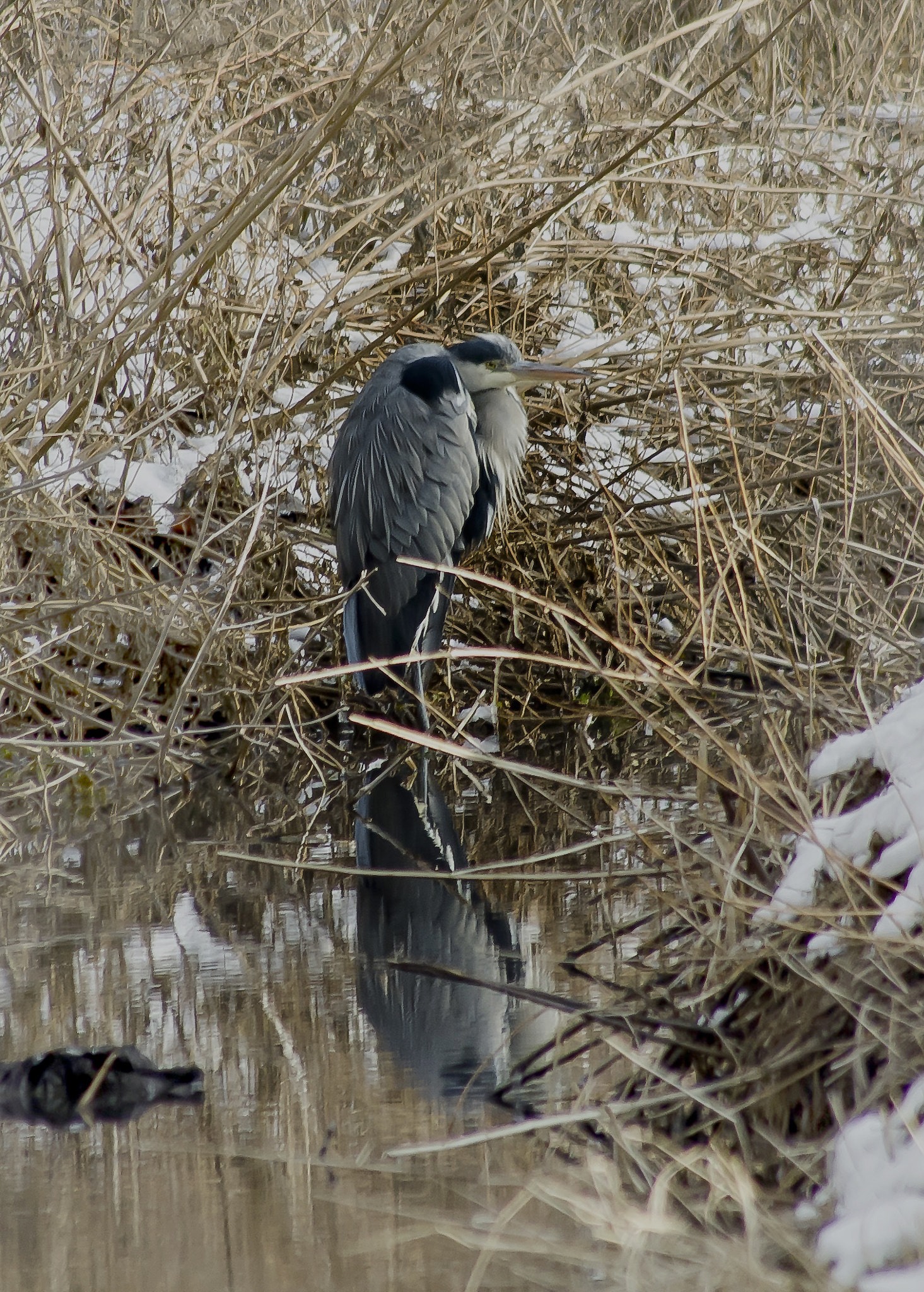 Pentax K-5 + Sigma sample photo. Heron photography