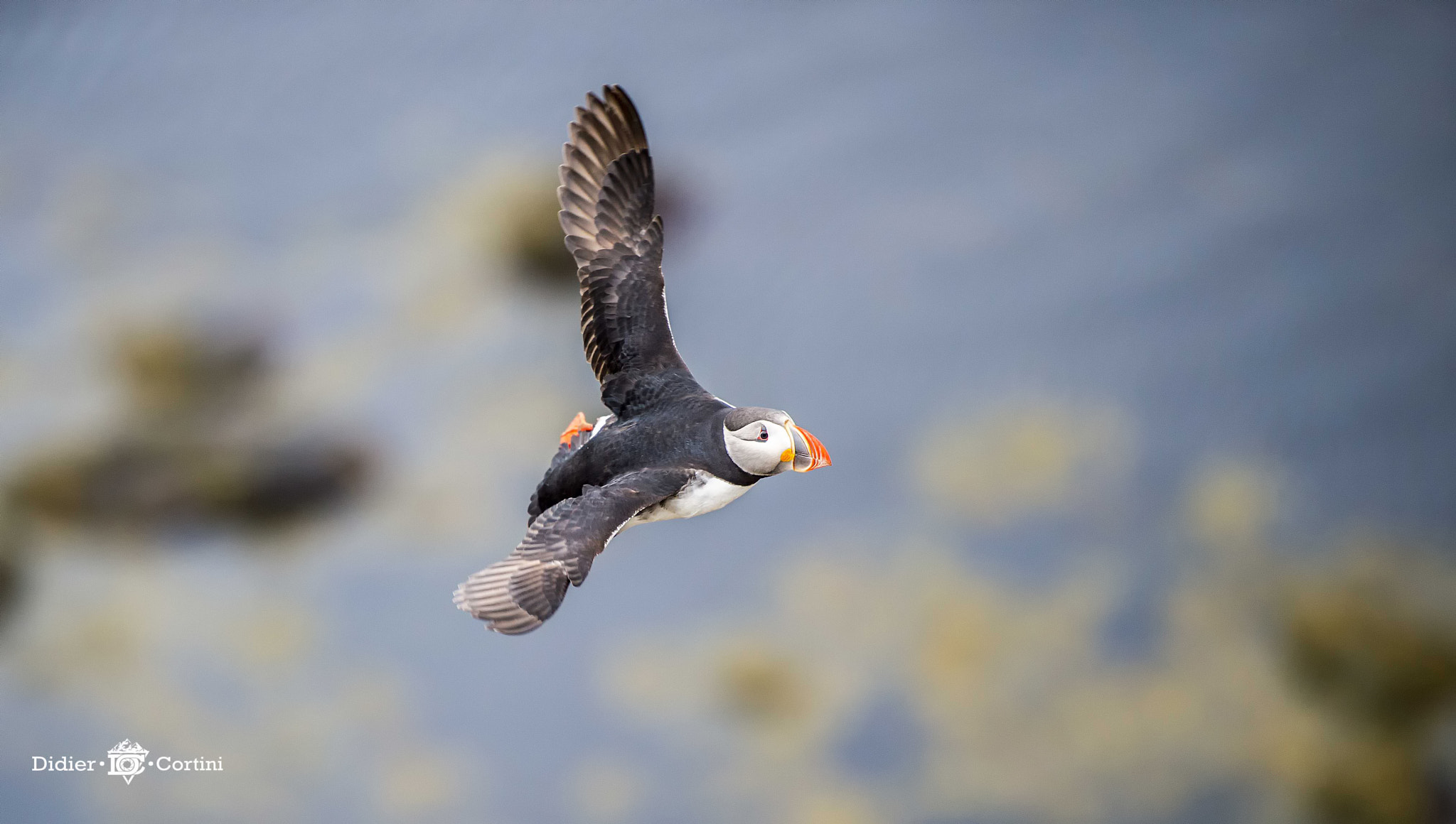 Nikon D4S sample photo. The puffin photography