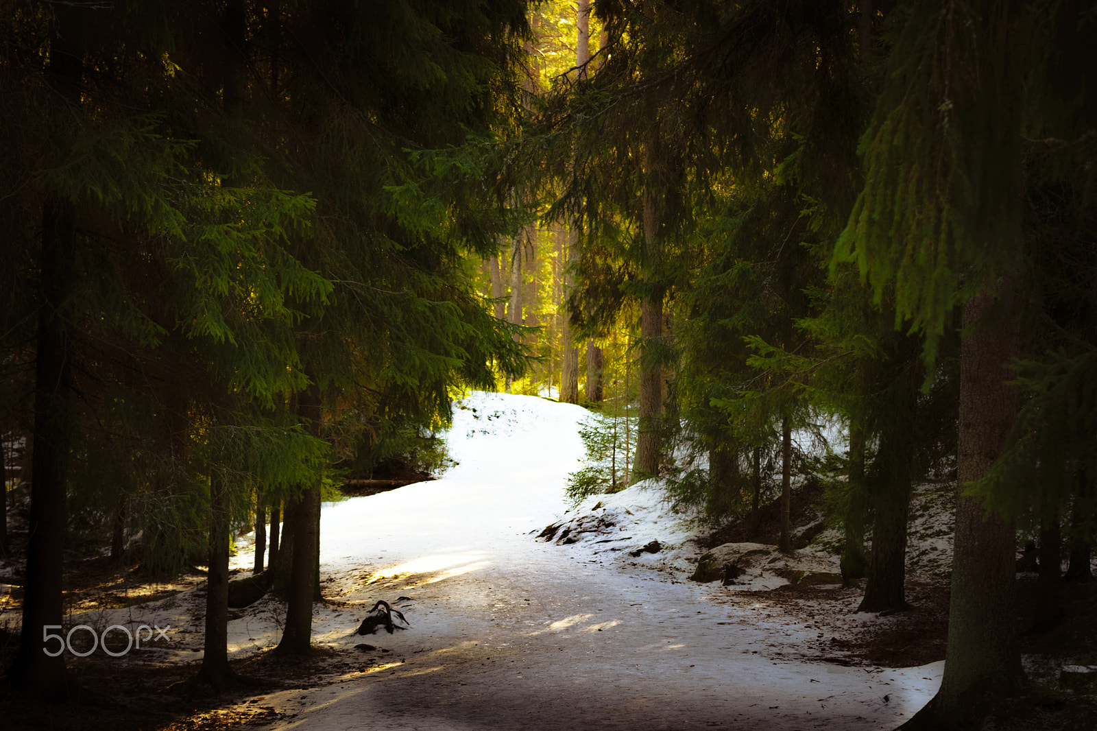 Nikon D3300 + Tamron SP 70-300mm F4-5.6 Di VC USD sample photo. A ray of sun in the middle of the forest photography