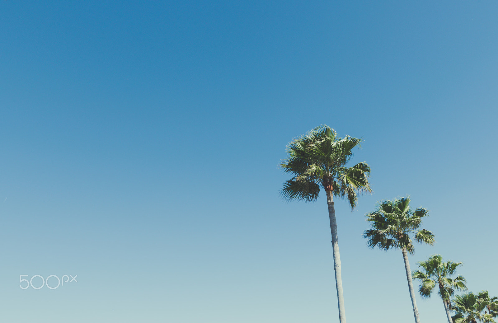 Nikon D5500 sample photo. Palms photography