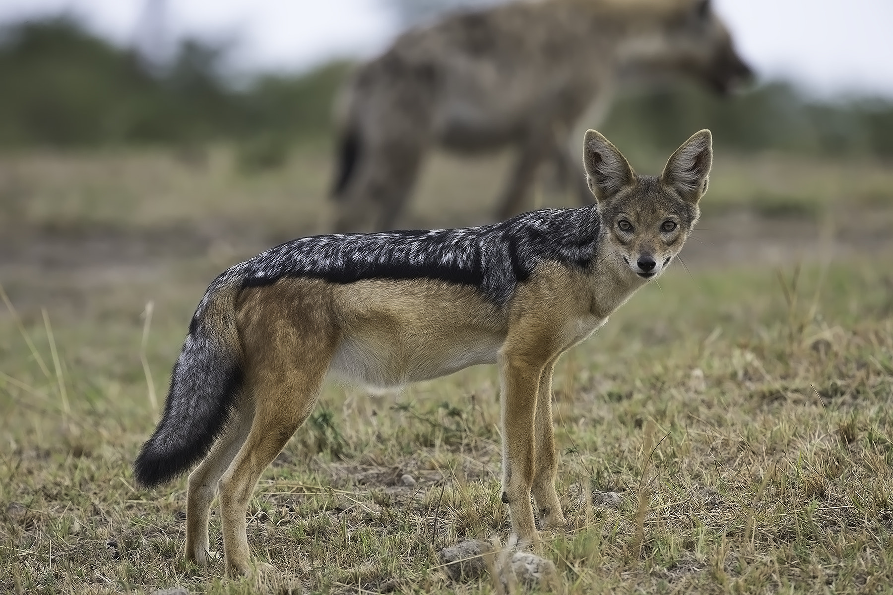 Canon EOS-1D X + Canon EF 200-400mm F4L IS USM Extender 1.4x sample photo. Jackal photography