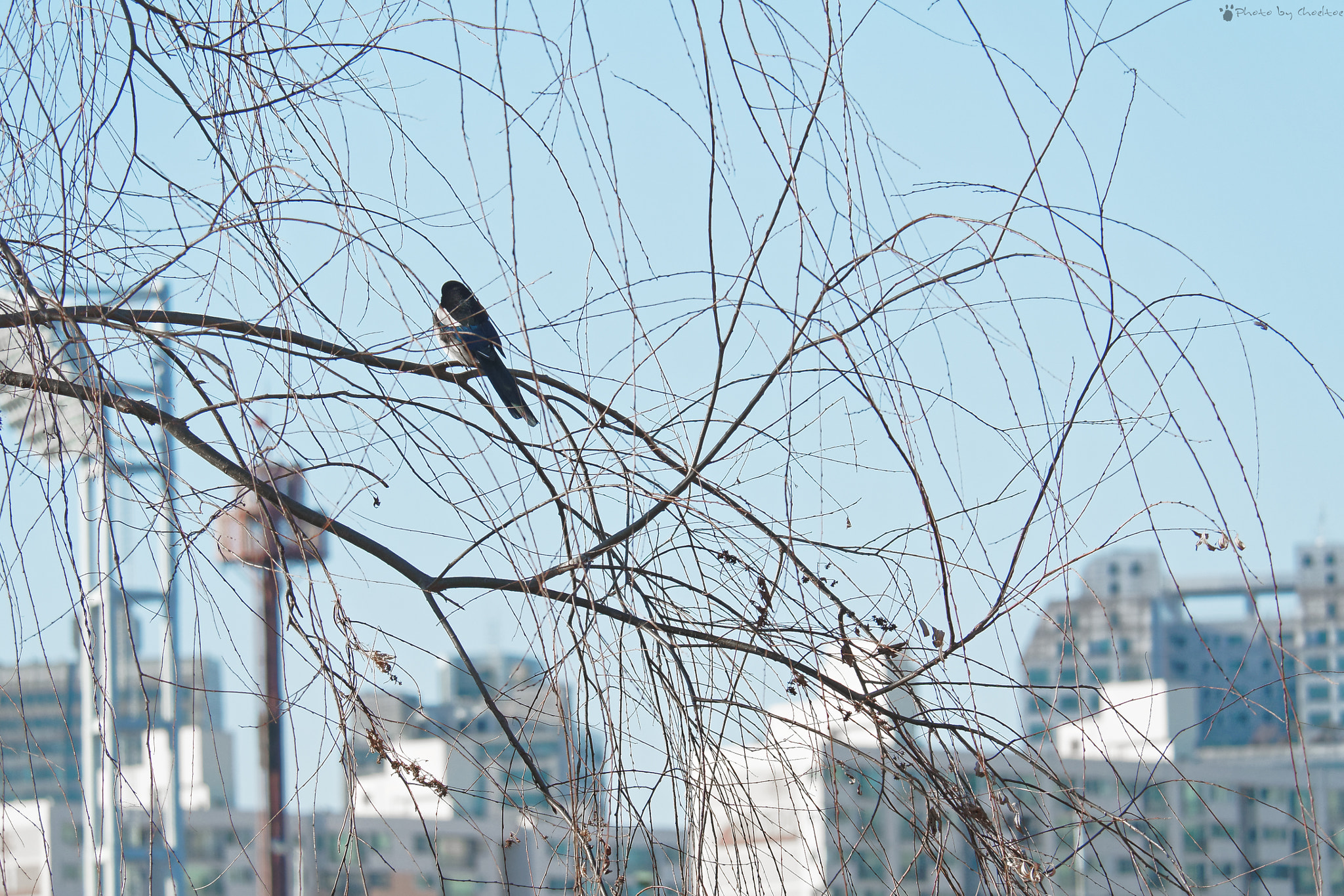 Olympus OM-D E-M5 II + LEICA DG 100-400/F4.0-6.3 sample photo. A cage of the city photography