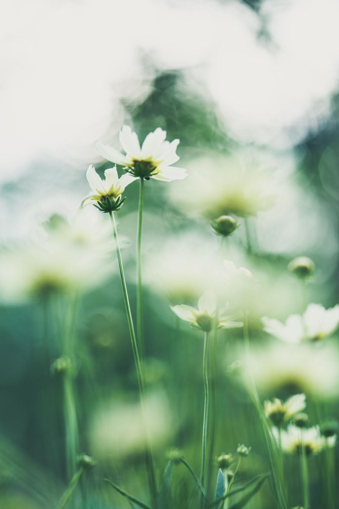 Sony a7 + Sony FE 90mm F2.8 Macro G OSS sample photo. Flowers photography