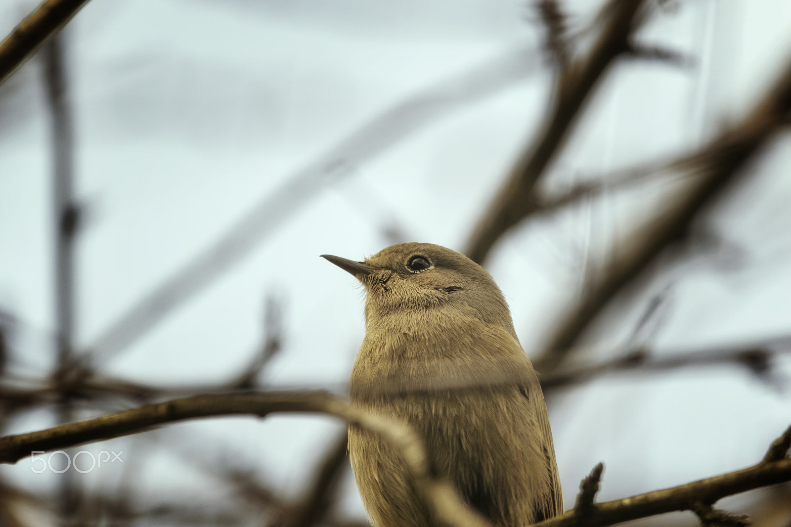 Canon EF 100-400mm F4.5-5.6L IS USM sample photo. Black redstart photography