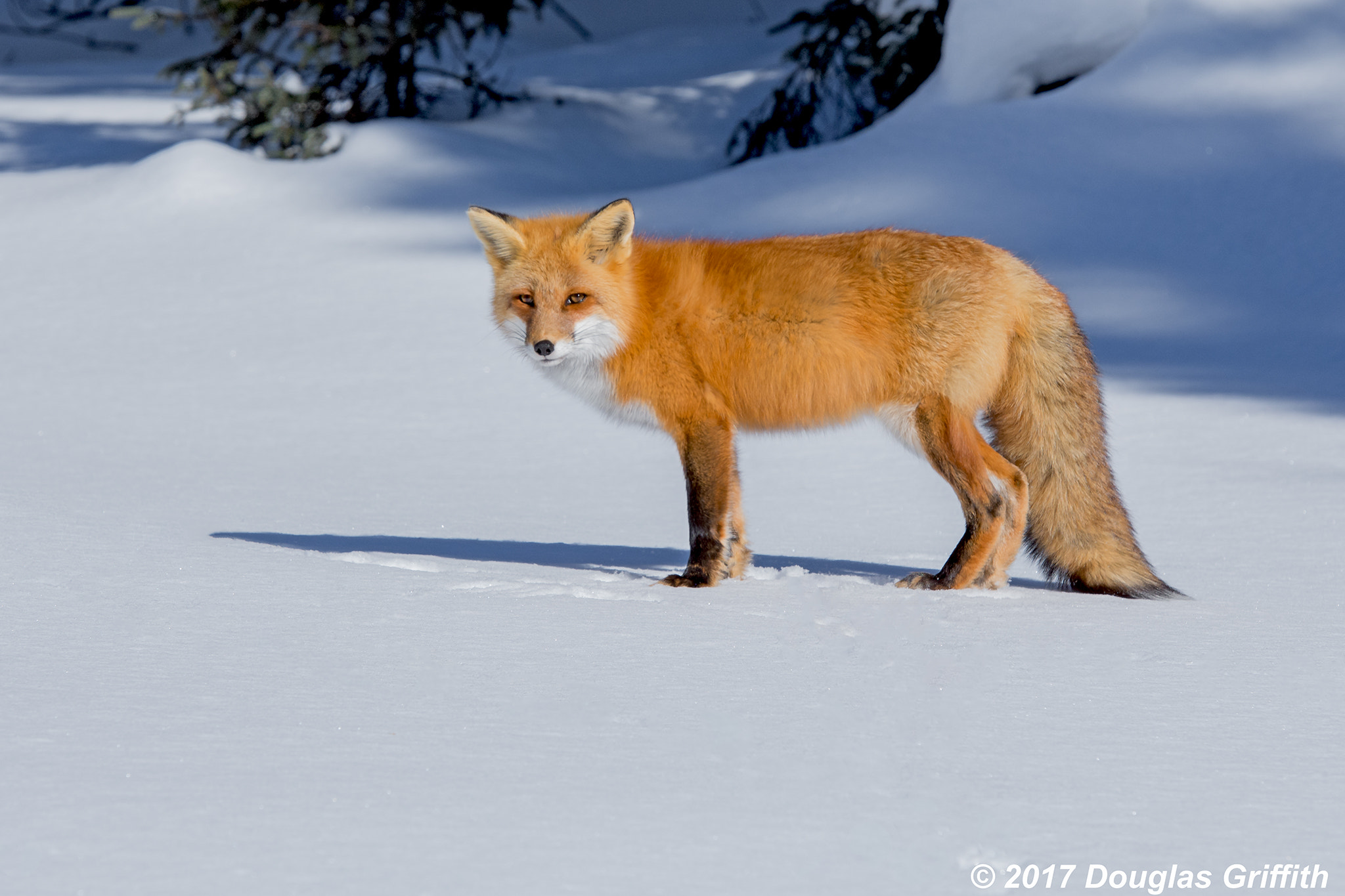 Nikon AF-S Nikkor 70-200mm F2.8G ED VR II sample photo. Wry smile: female red fox (vulpes vulpes) photography