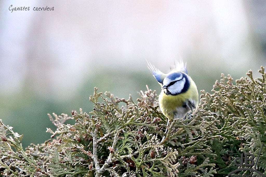 150-600mm F5-6.3 DG OS HSM | Contemporary 015 sample photo. Blue tit ready for takeoff photography