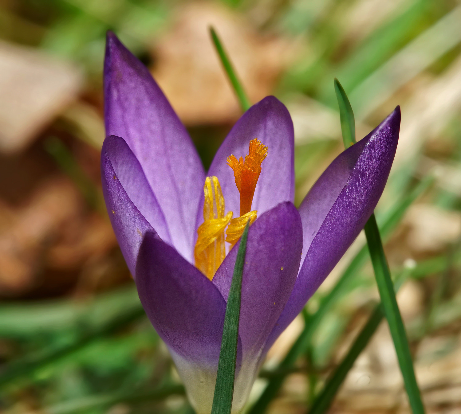 100mm F2.8 SSM sample photo. First crocus photography