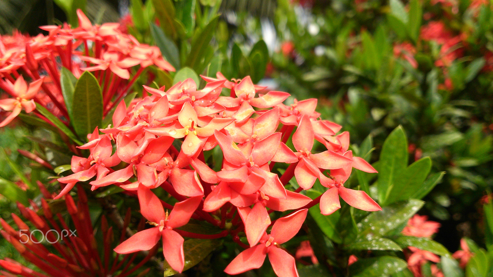 Sony Xperia V sample photo. Dsc photography