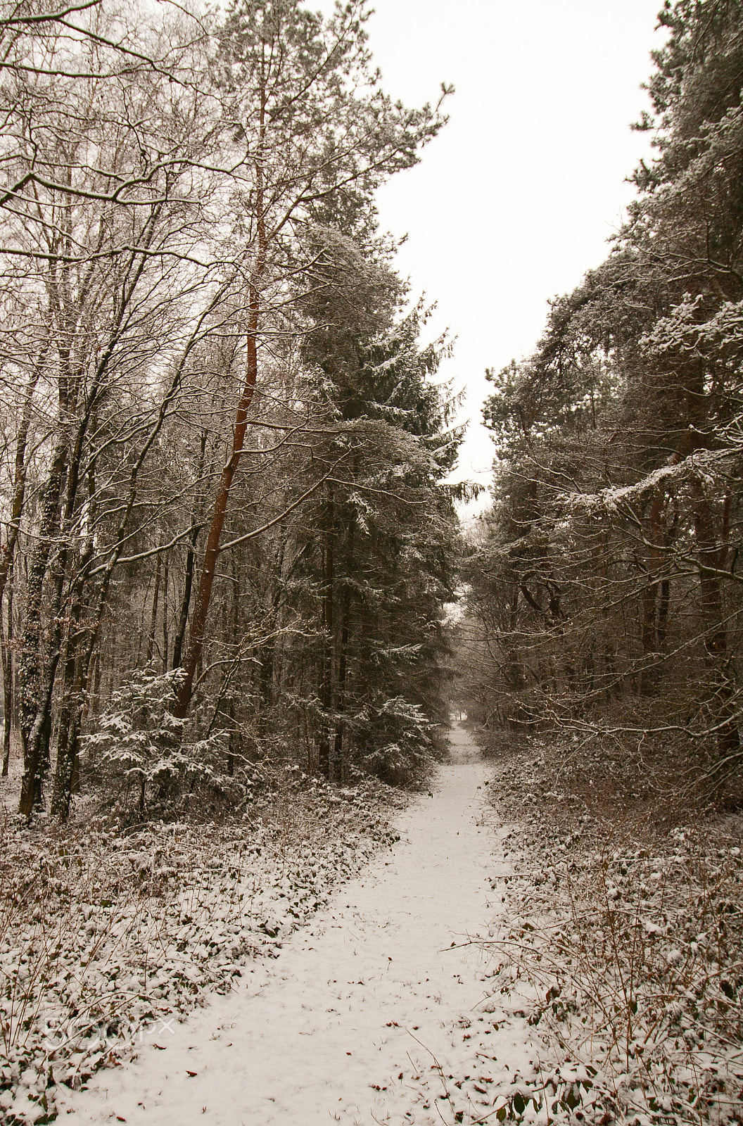 Canon EOS 400D (EOS Digital Rebel XTi / EOS Kiss Digital X) sample photo. A snow covered path photography