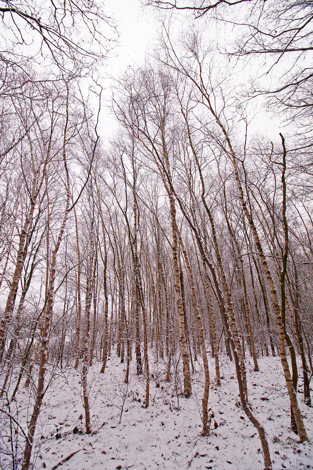 Canon EOS 400D (EOS Digital Rebel XTi / EOS Kiss Digital X) sample photo. Birch trees in the snow photography