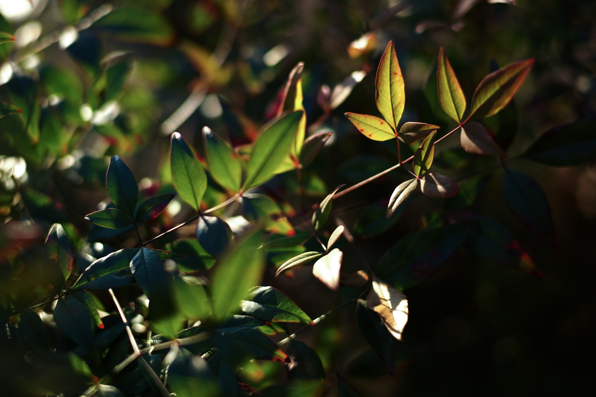Leica Summilux-M 50mm F1.4 ASPH sample photo. Green light photography