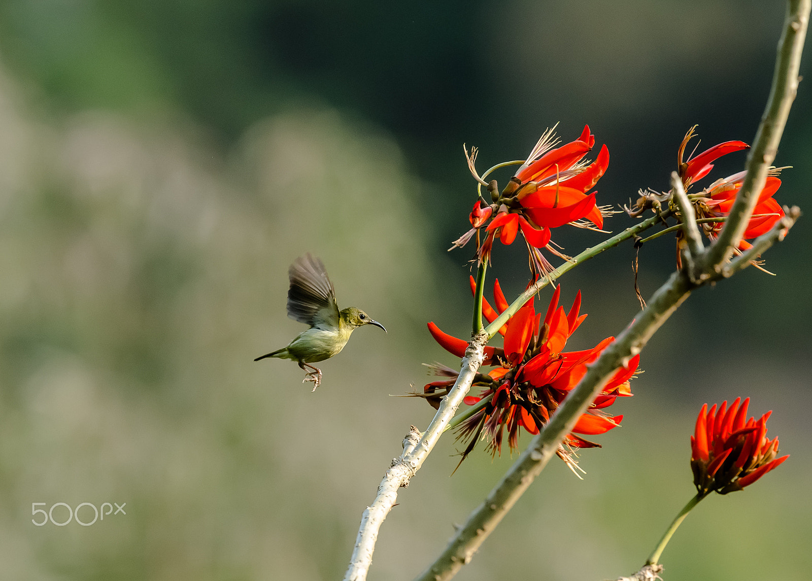 Canon EOS-1D X + Canon EF 300mm F2.8L IS II USM sample photo. Spring is in the air photography