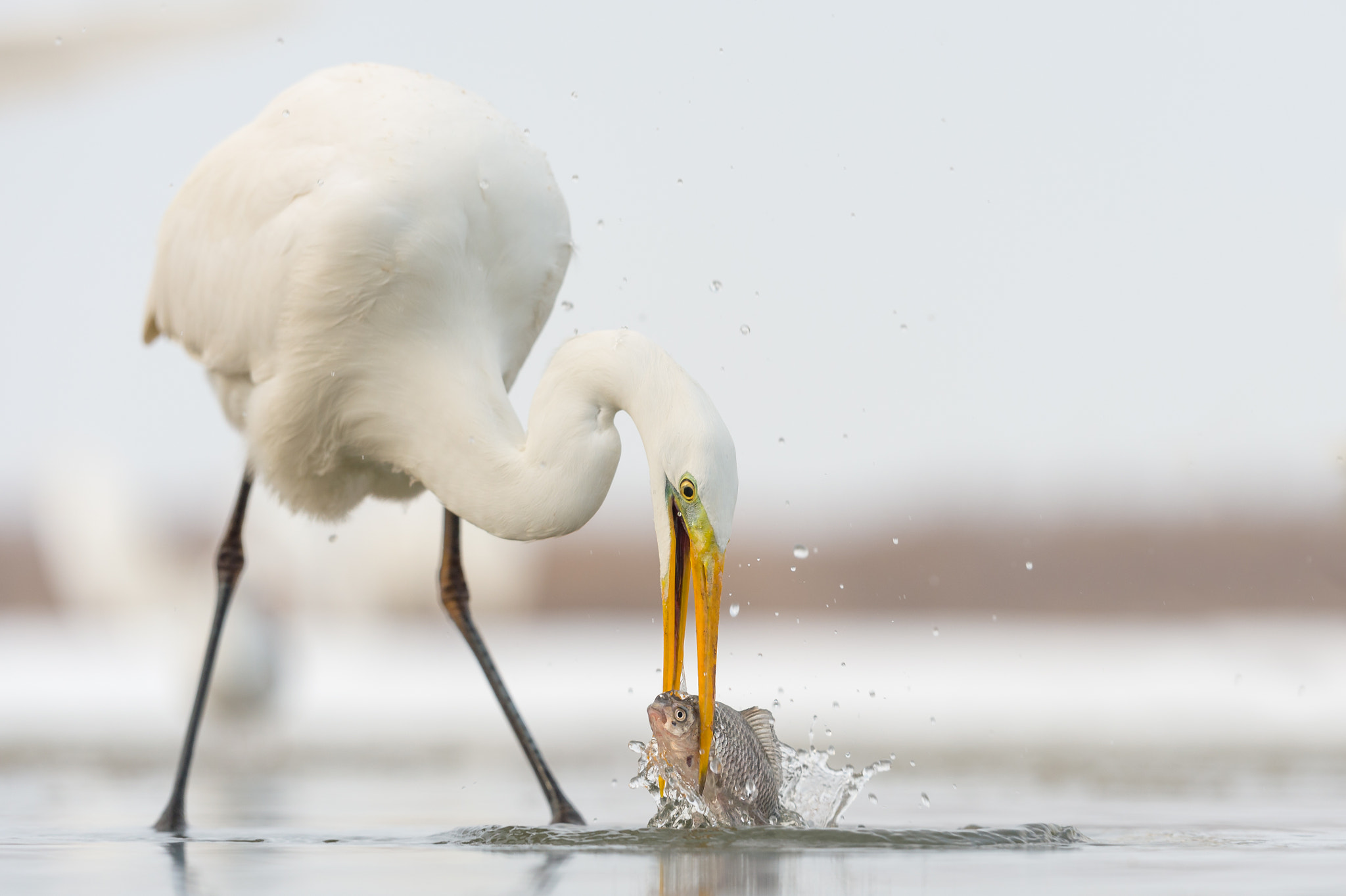 Nikon D4 sample photo. Fishing egret photography