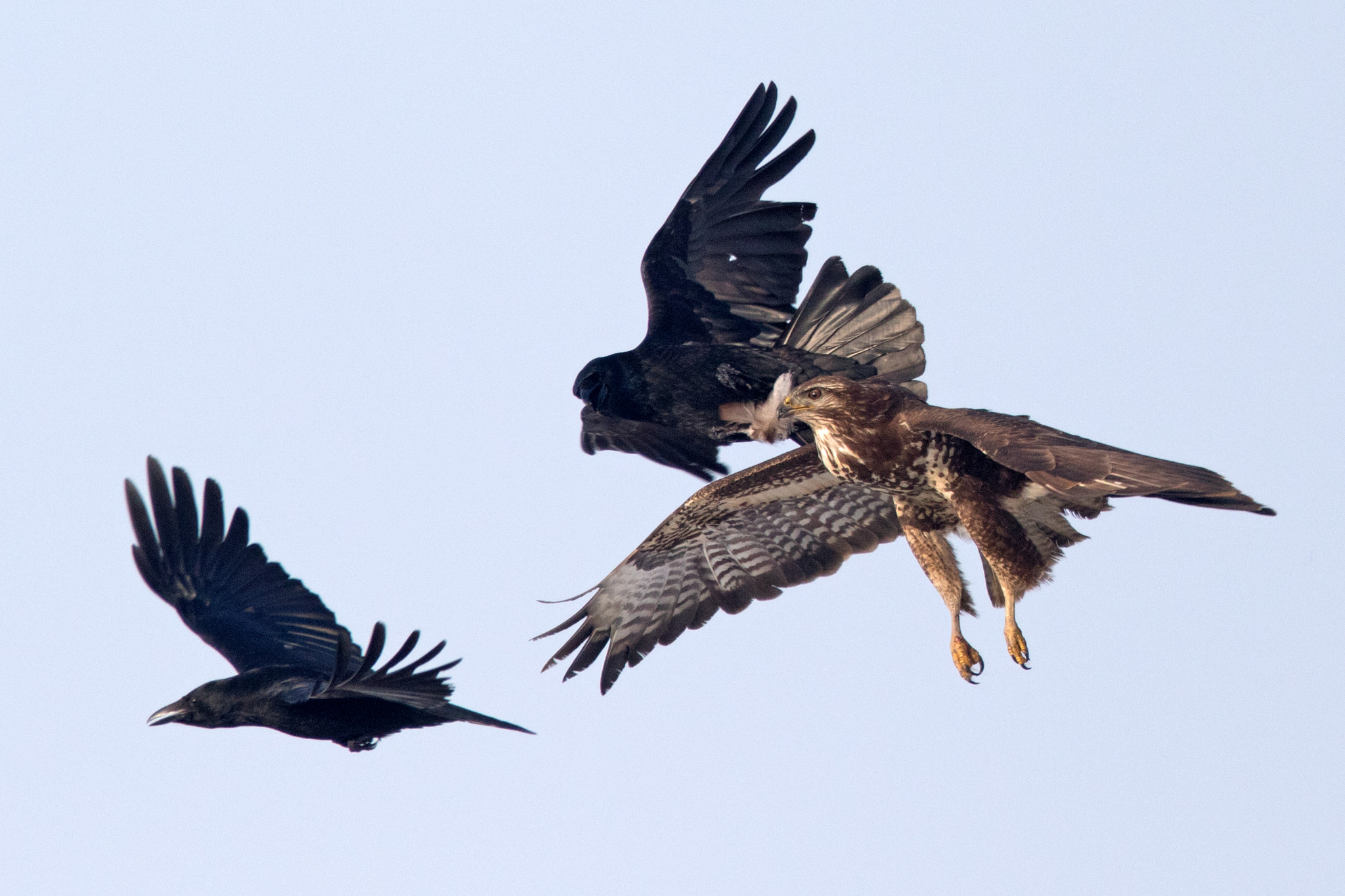 Canon EF 500mm F4L IS II USM sample photo. Crow attack photography