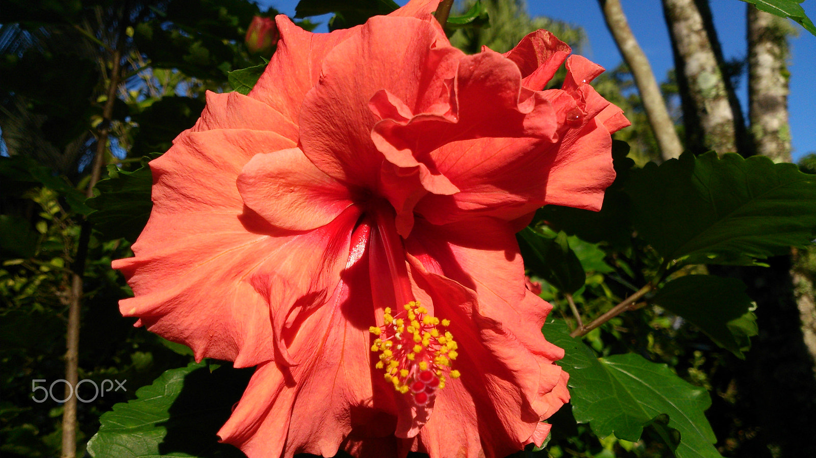 Sony Xperia V sample photo. Dsc photography