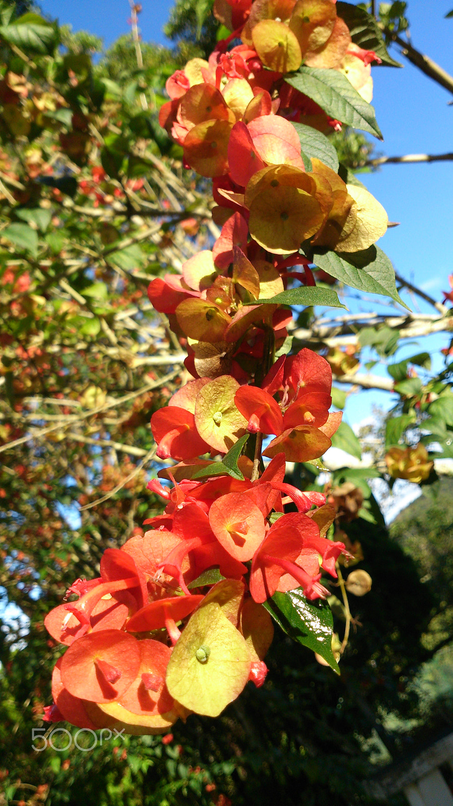 Sony Xperia V sample photo. Dsc photography