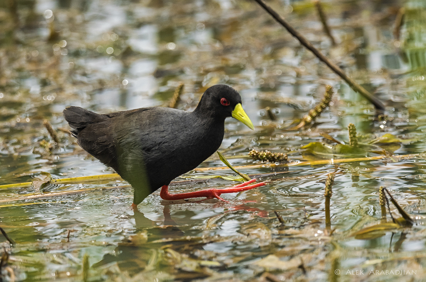 Nikon D500 sample photo. Red eyes red legs photography