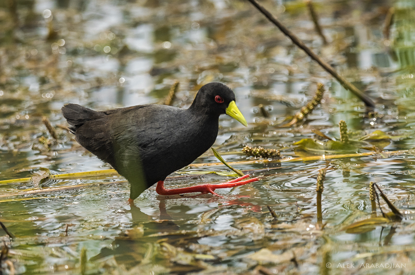 Nikon AF-S Nikkor 800mm F5.6E FL ED VR sample photo. Red eyes red legs photography