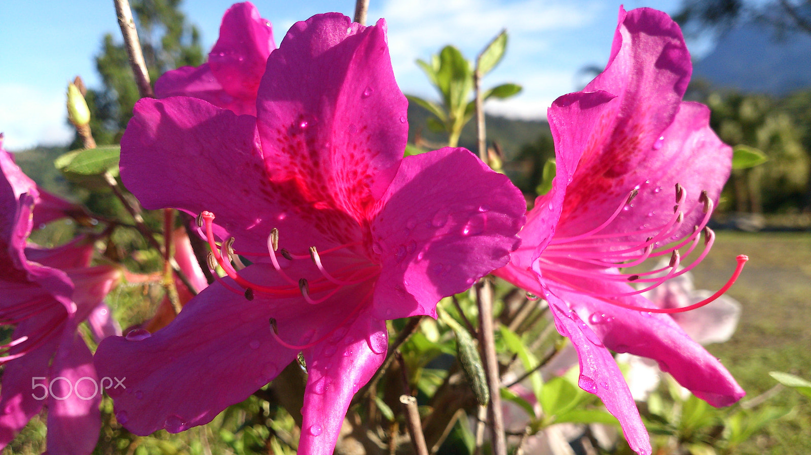 Sony Xperia V sample photo. Dsc photography