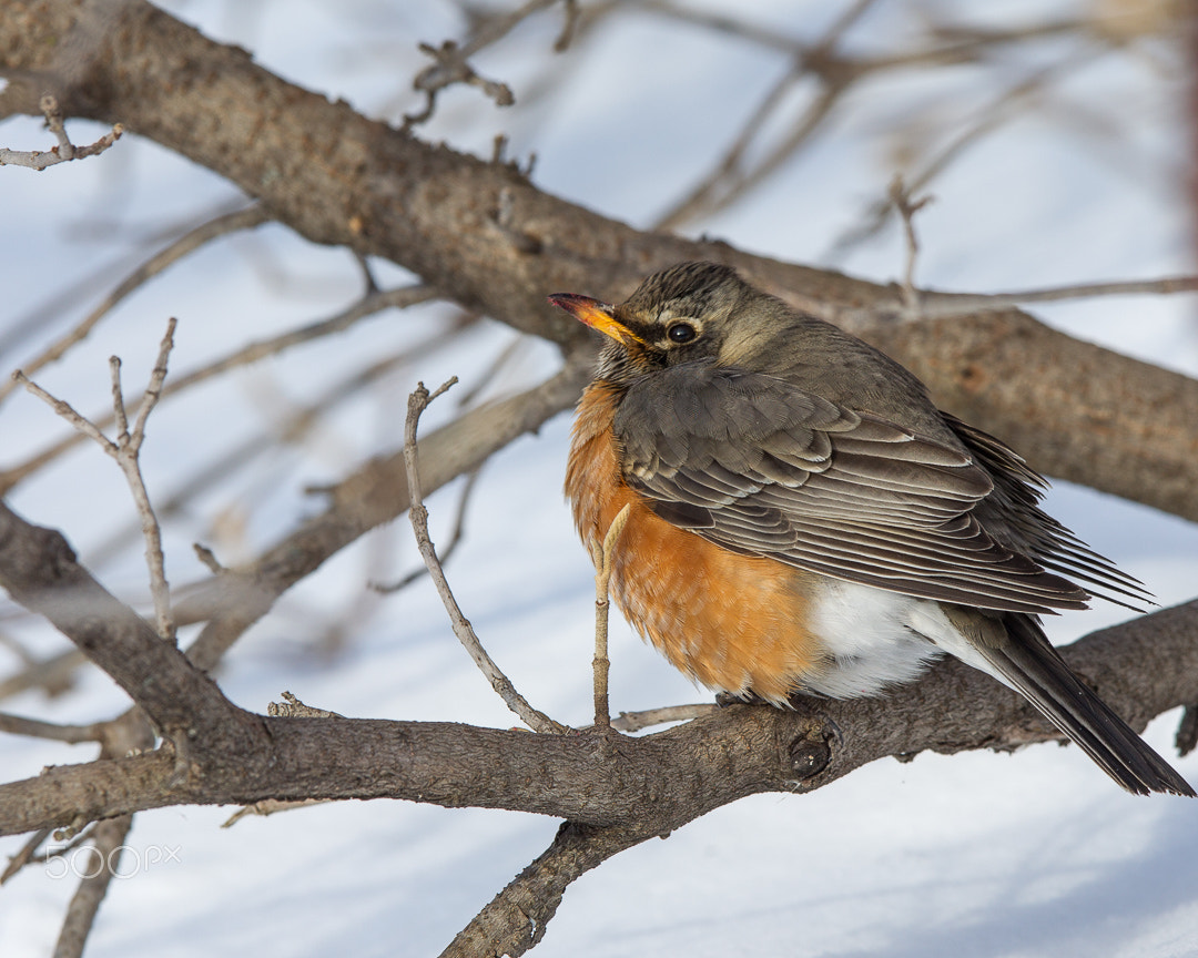 Canon EOS-1D Mark IV + Canon EF 300mm F2.8L IS USM sample photo. It's freezing out here!!! photography