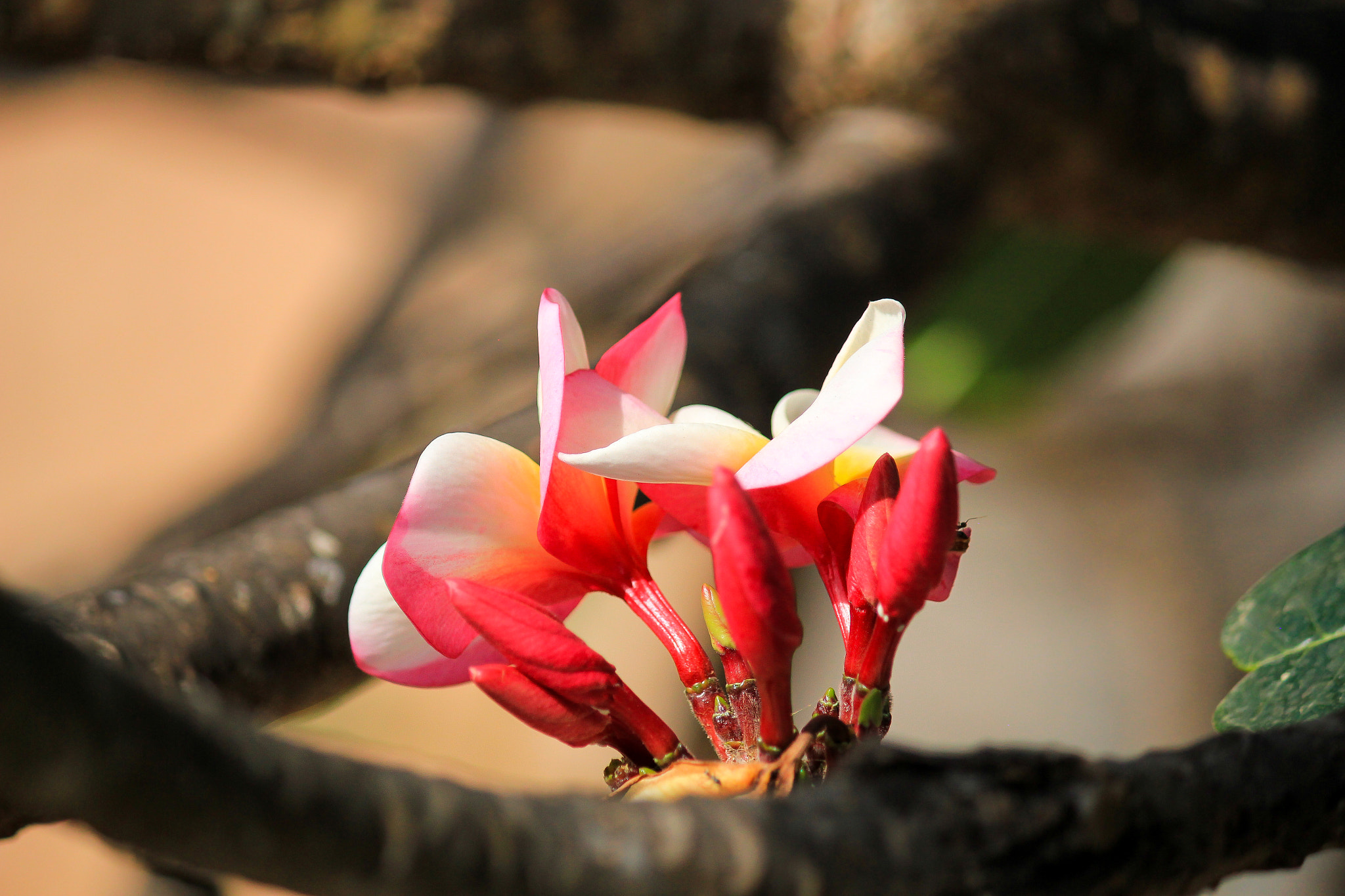 Canon EOS 550D (EOS Rebel T2i / EOS Kiss X4) sample photo. *** photography