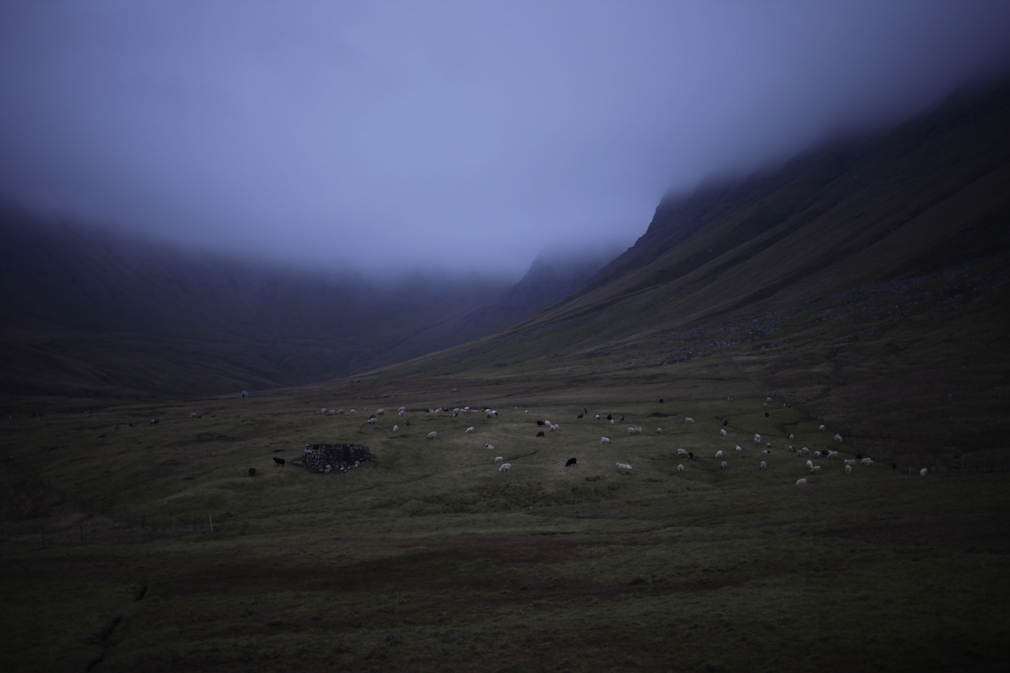 Canon EF 40mm F2.8 STM sample photo. Sheep on faroe islands photography