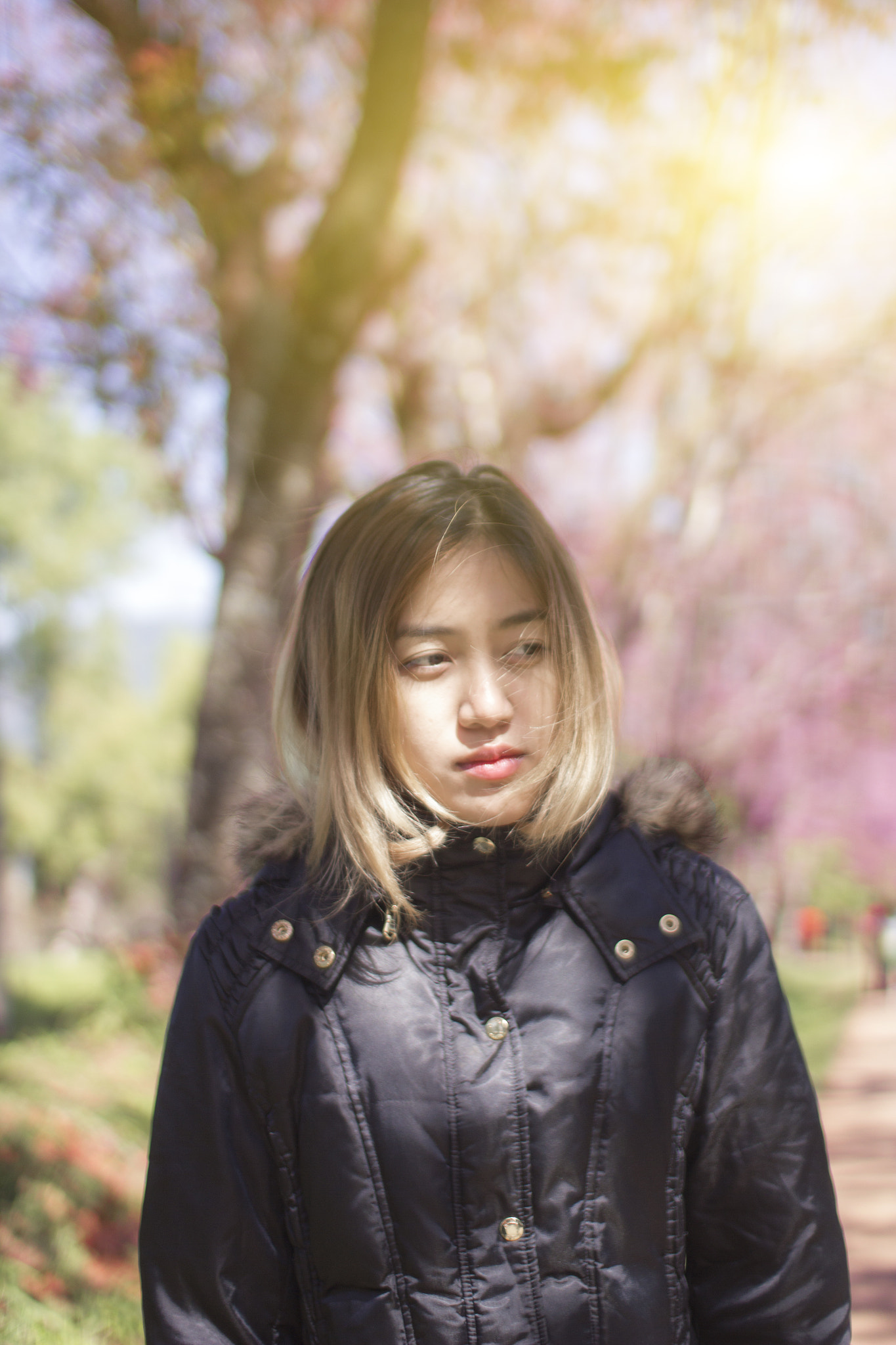 Sigma 30mm F1.4 EX DC HSM sample photo. " sakura " " thailand " photography