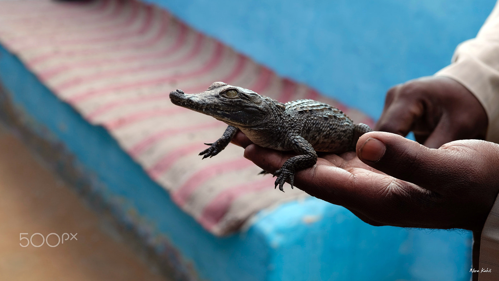 ZEISS Touit 32mm F1.8 sample photo. Baby croco photography