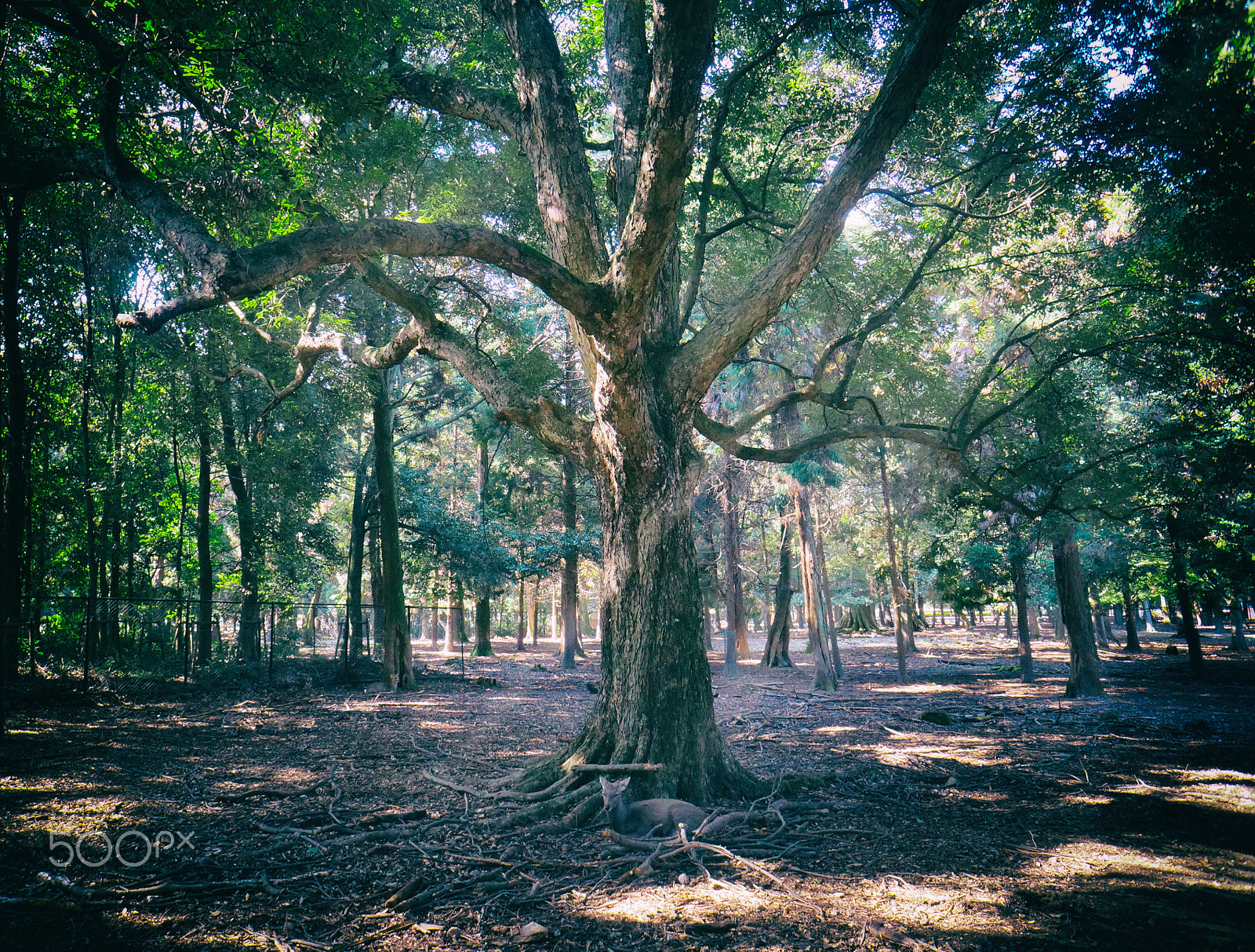 Sony Alpha NEX-6 sample photo. Cerf sika photography