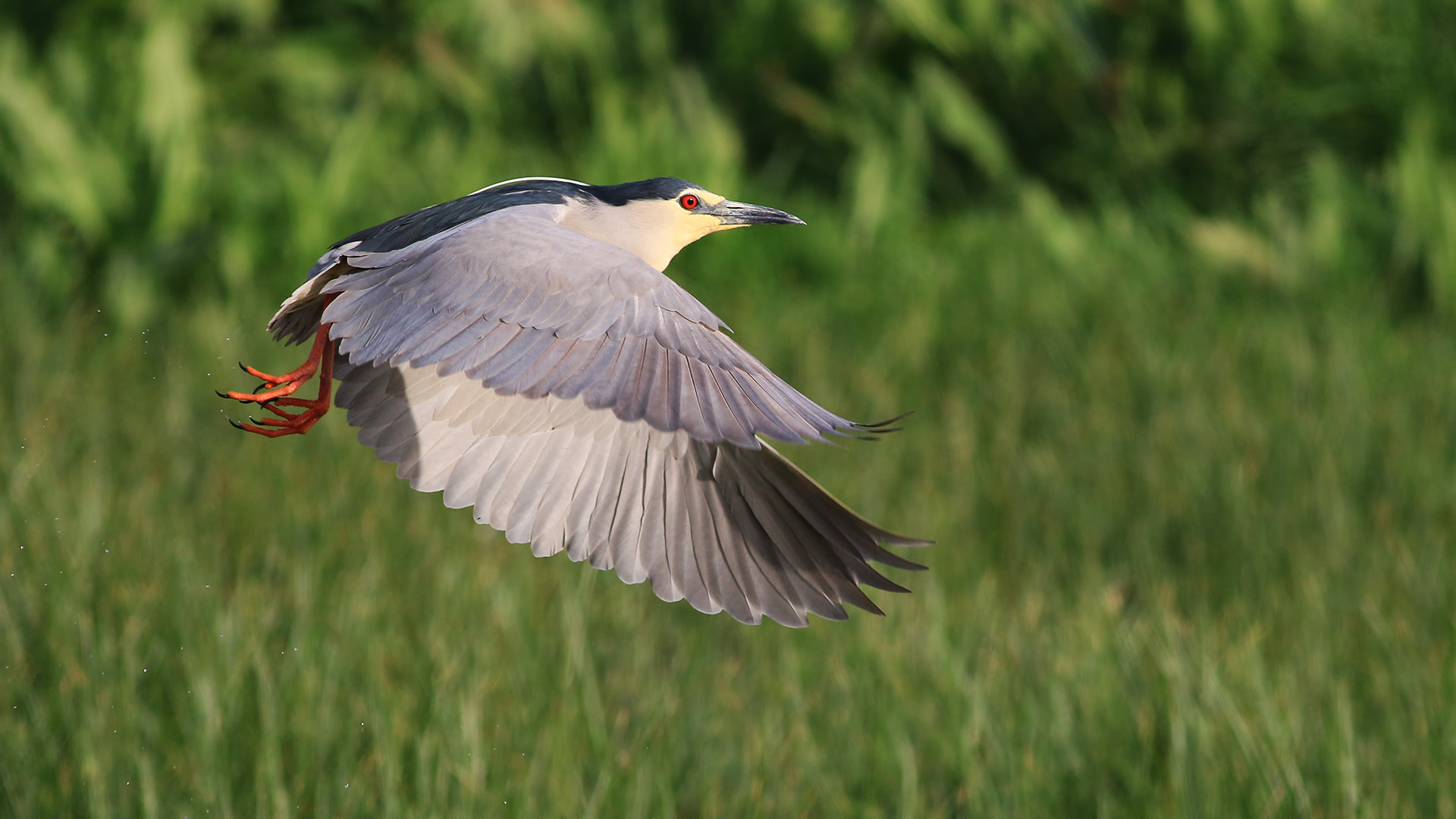 Canon EOS 70D + Canon EF 400mm F5.6L USM sample photo. Gece balıkçını  photography