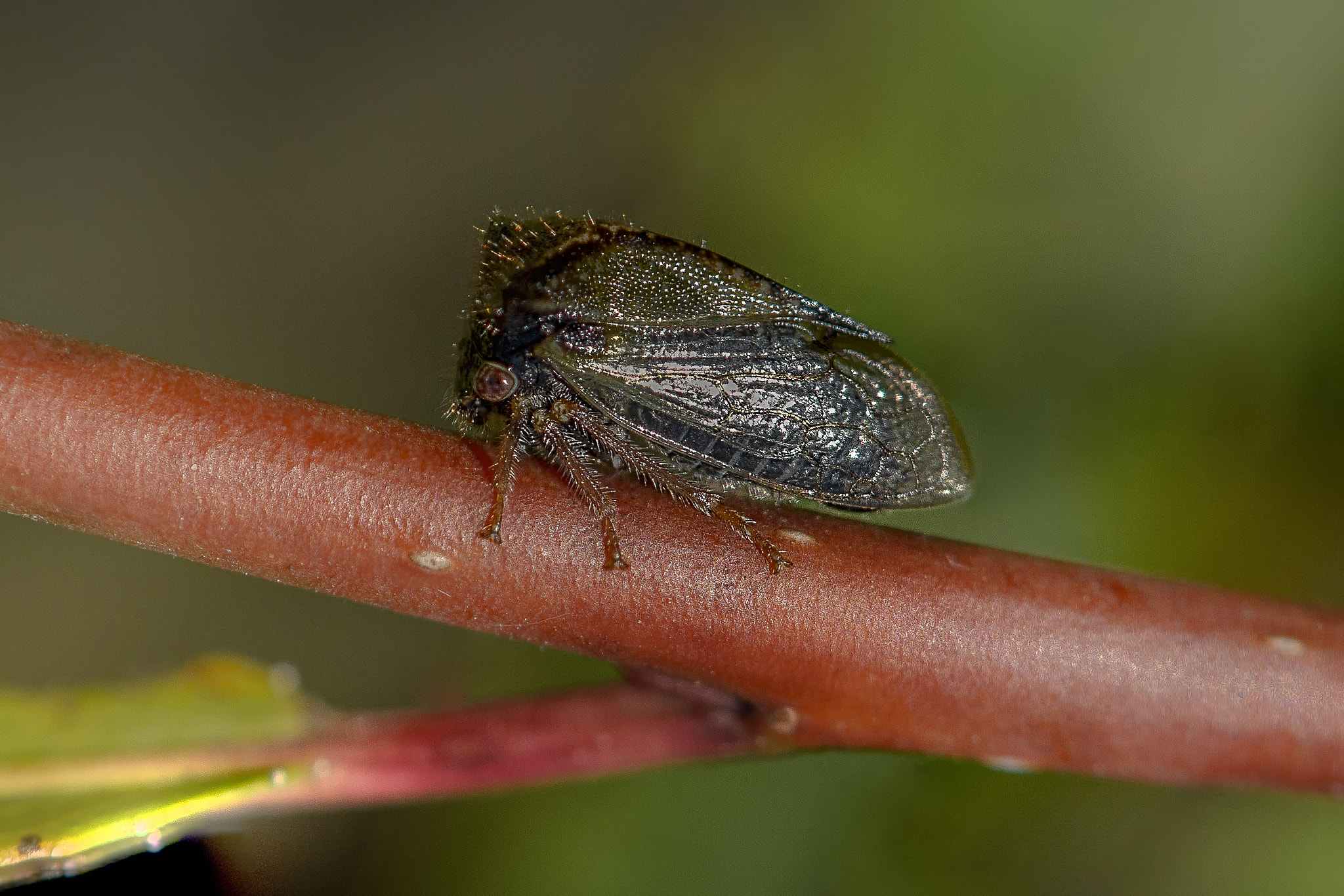Nikon AF-S DX Micro-Nikkor 85mm F3.5G ED VR sample photo. Leafhopper photography