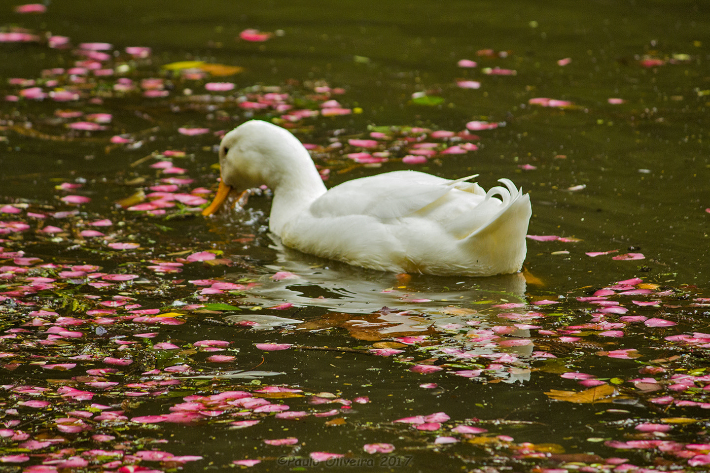 Canon EF-S 55-250mm F4-5.6 IS sample photo. Sea of petals photography