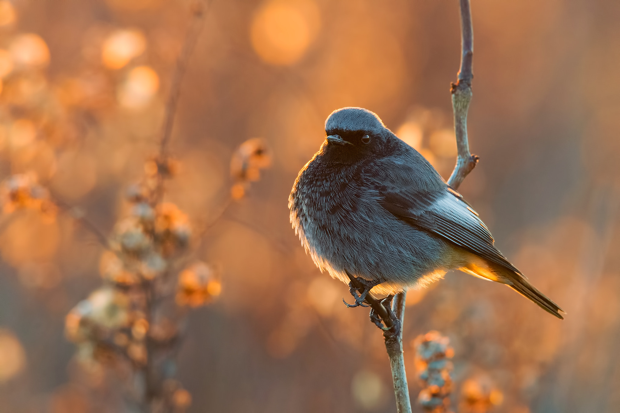 Sigma 150-600mm F5-6.3 DG OS HSM | S sample photo. Black redstart sunset backlight photography
