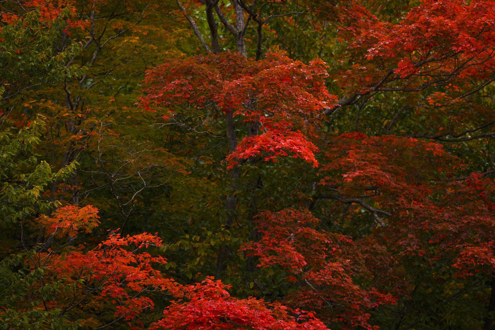Canon EOS 6D + Canon EF 400mm F5.6L USM sample photo. Fiery red photography