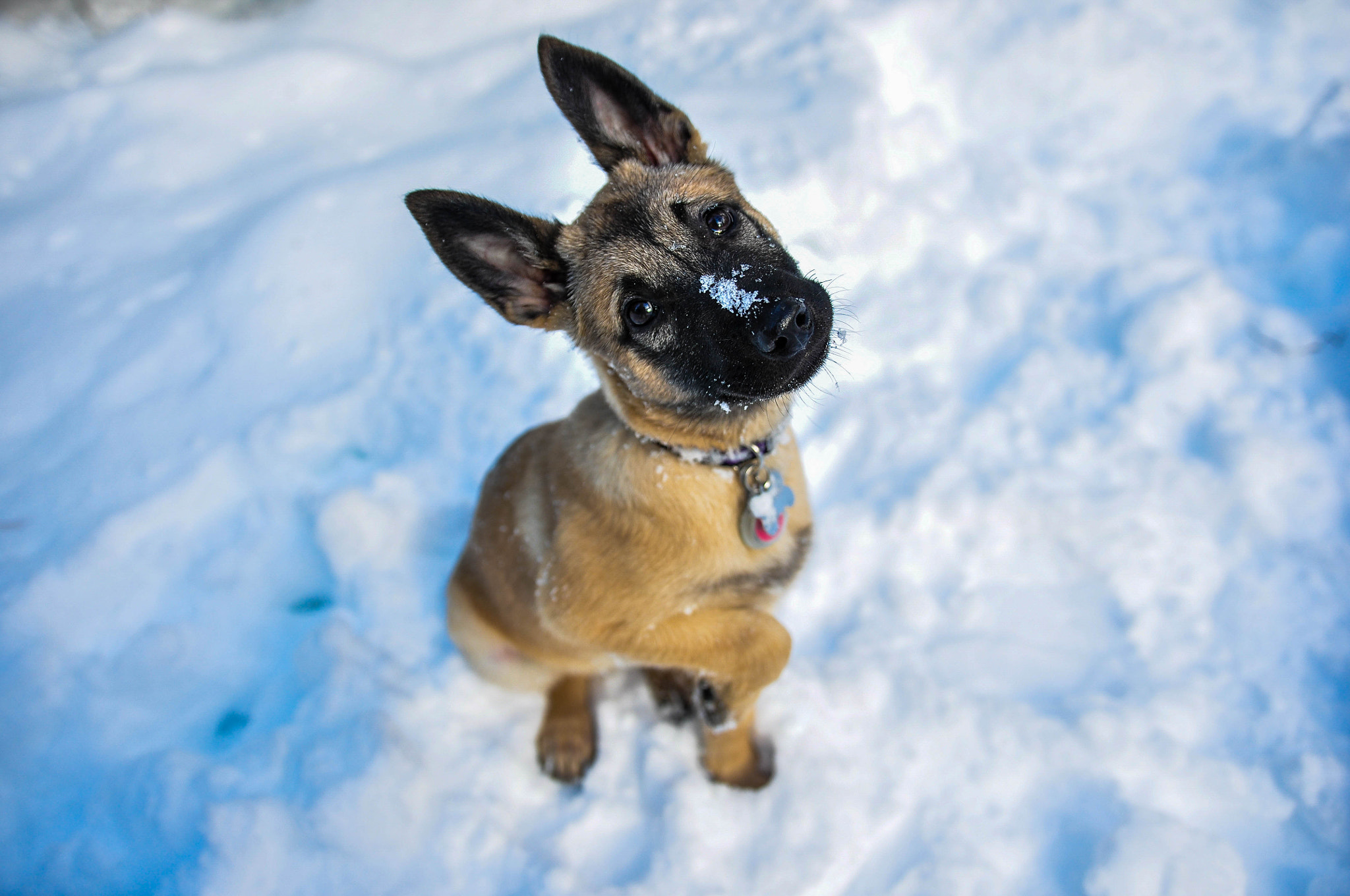 Nikon D90 + Sigma 18-35mm F1.8 DC HSM Art sample photo. Cadence always eager to pose for the camera on our adventures. photography