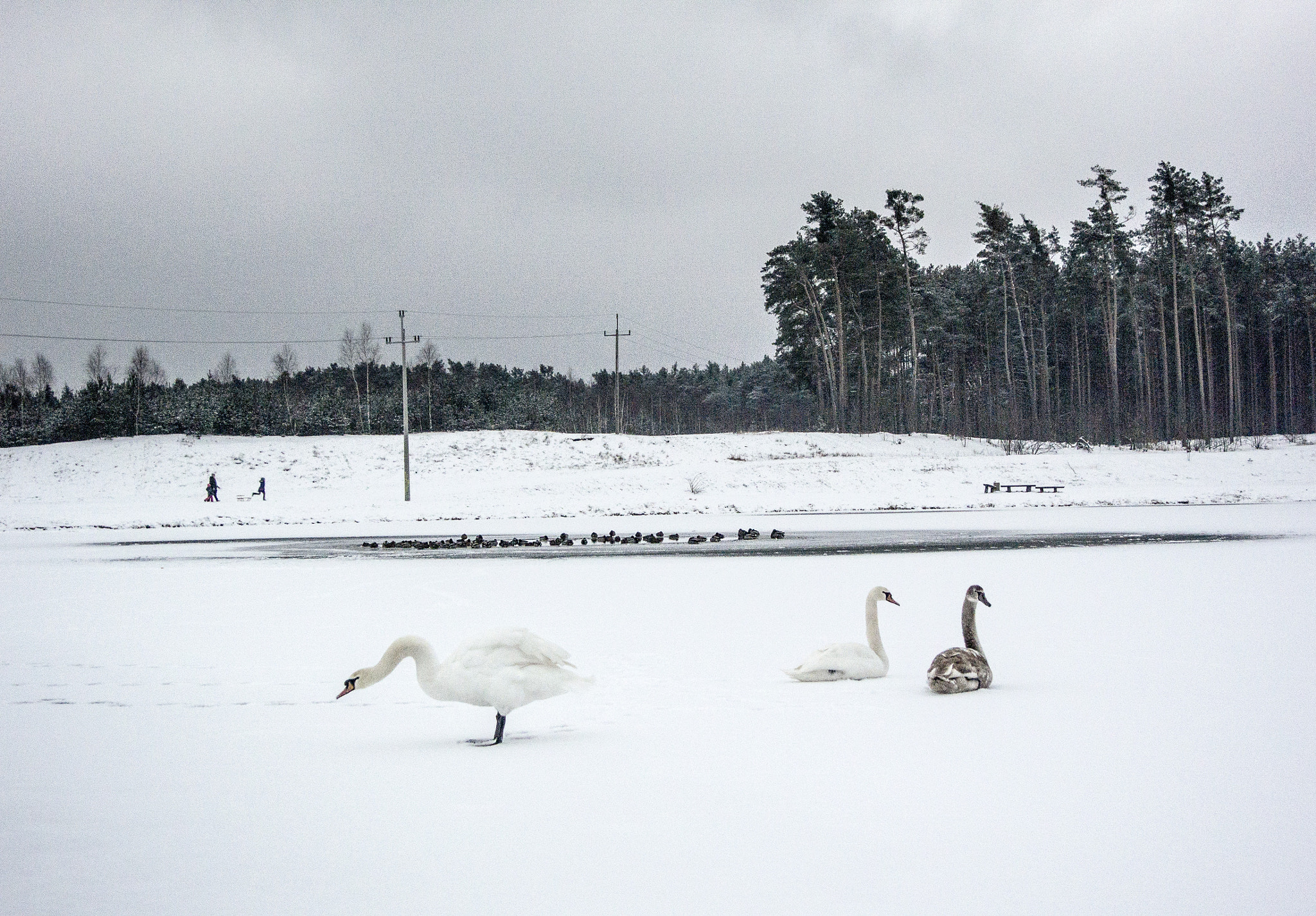 Nikon 1 J3 sample photo. Swans on ice photography