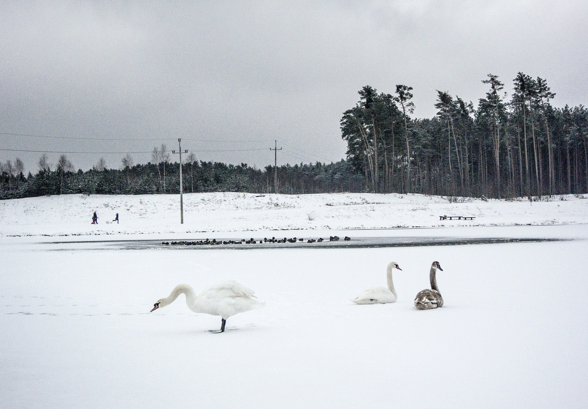 Nikon 1 Nikkor VR 10-30mm F3.5-5.6 sample photo. Swans on ice photography