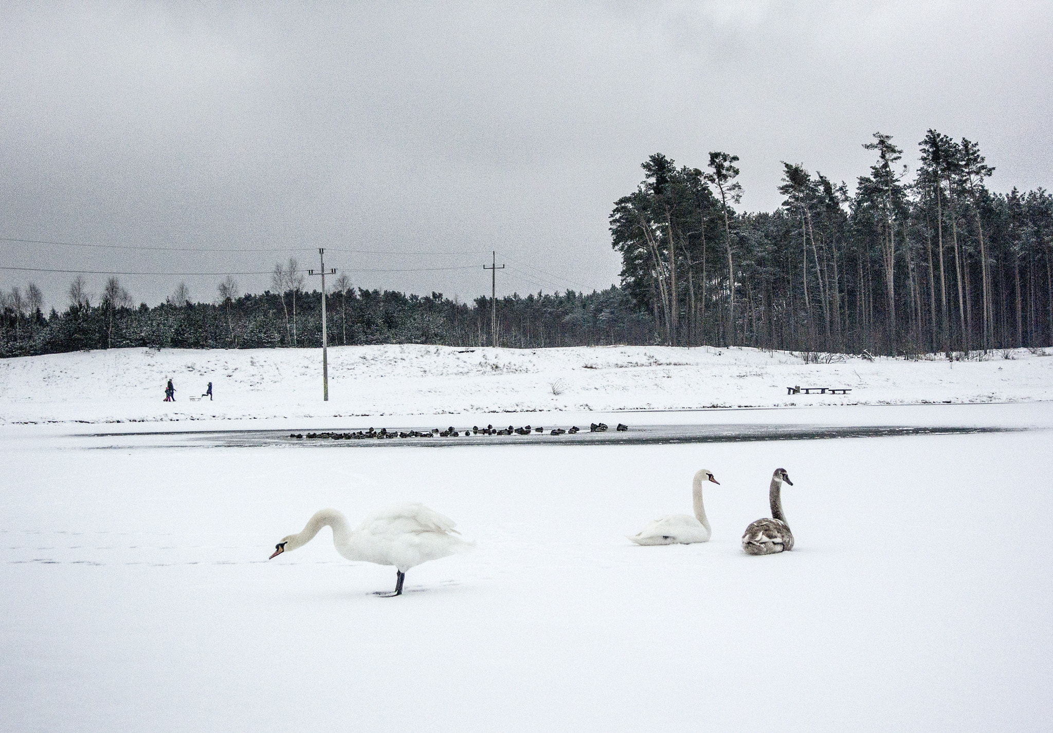 Nikon 1 J3 + Nikon 1 Nikkor VR 10-30mm F3.5-5.6 sample photo. Swans on ice photography