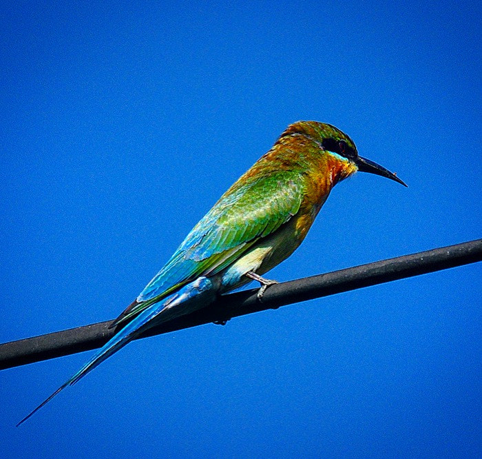 Nikon D300S sample photo. Bee eater, portrait! photography