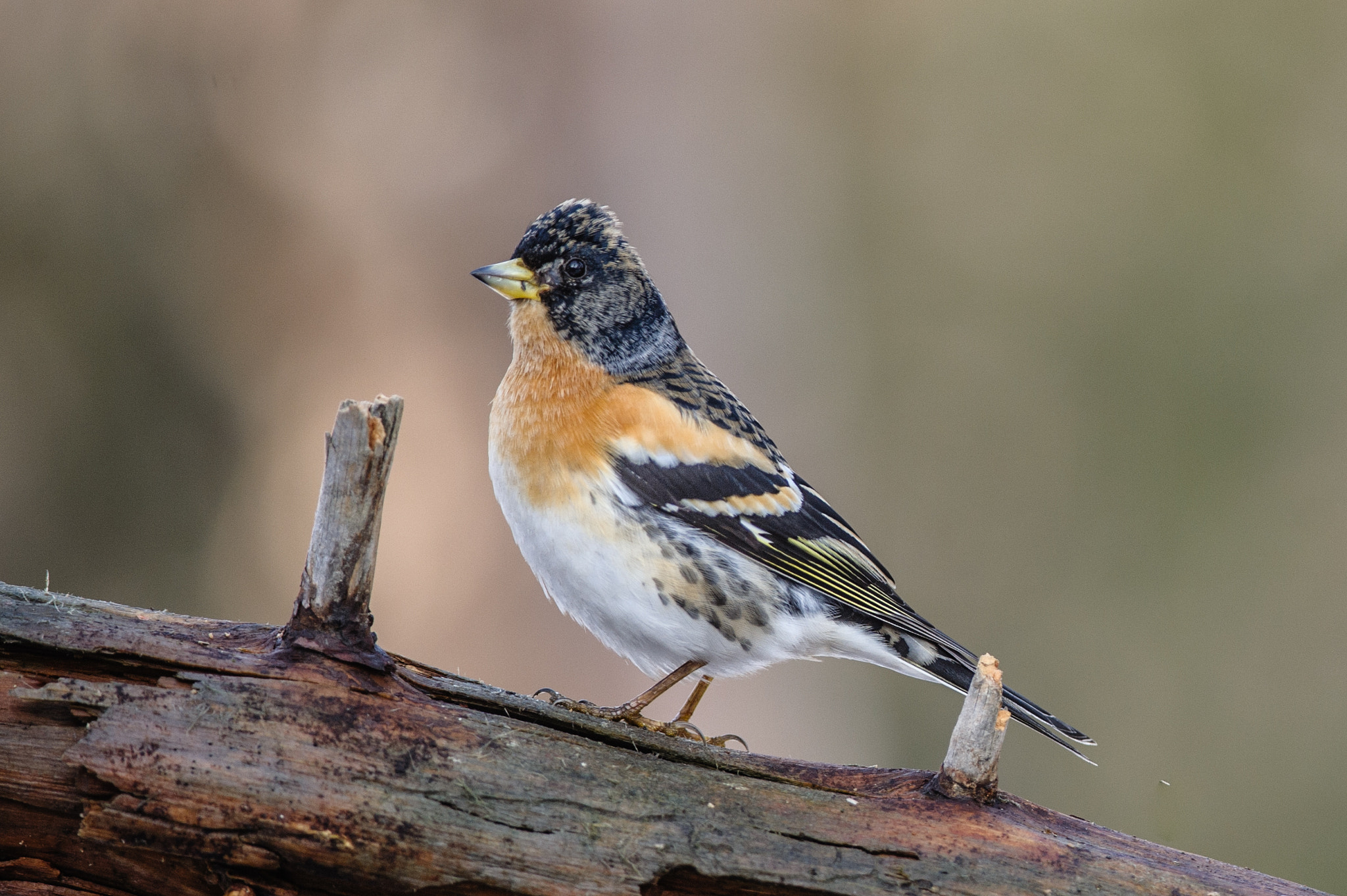 Nikon D700 + Nikon AF-S Nikkor 300mm F4D ED-IF sample photo. Brambling male close-up photography