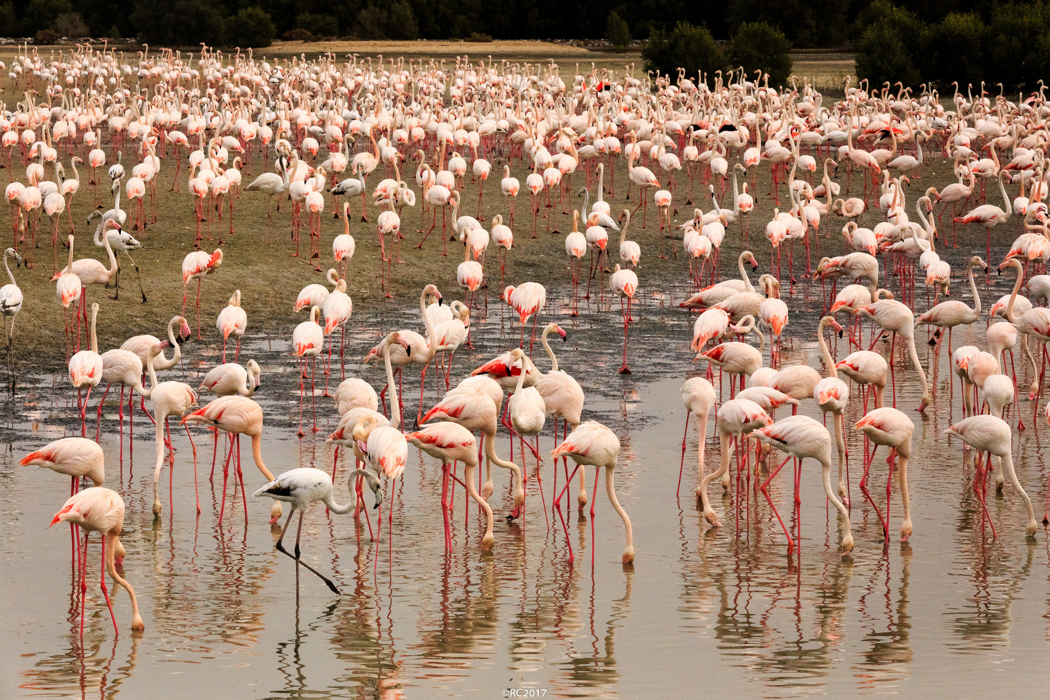 Sigma 150-500mm F5-6.3 DG OS HSM sample photo. Flamingo photography