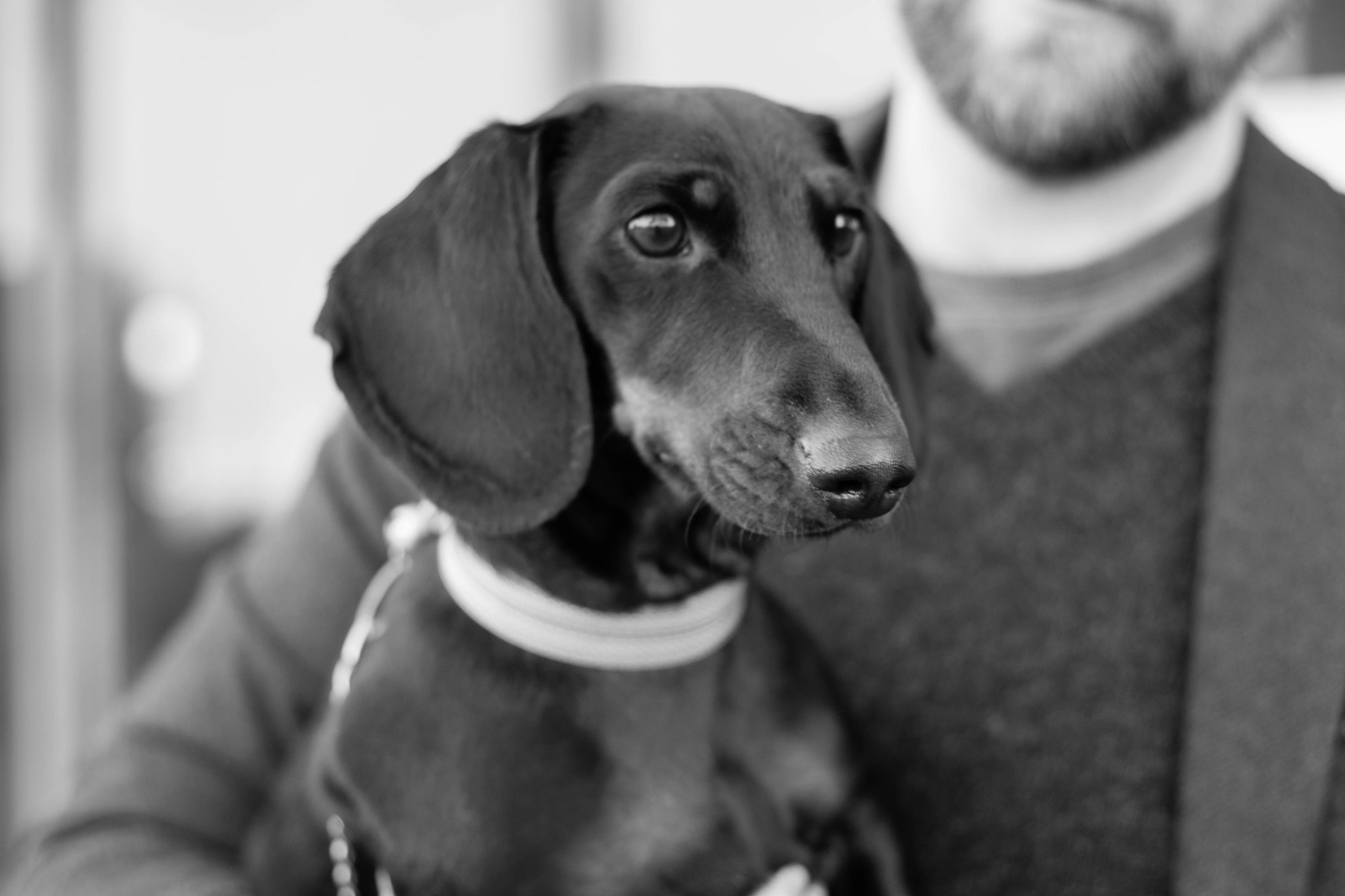 Canon EOS 1100D (EOS Rebel T3 / EOS Kiss X50) sample photo. A man's best friend! photography