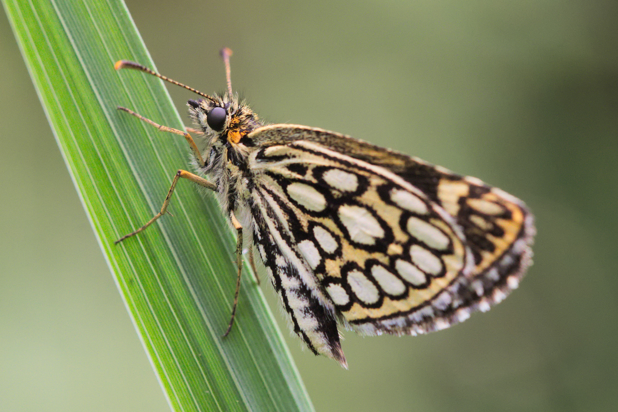 Canon EF 100mm F2.8 Macro USM sample photo. Le repos du papillon photography