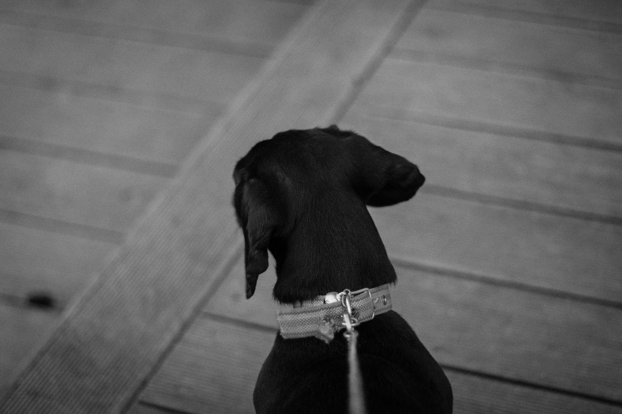 Canon EOS 1100D (EOS Rebel T3 / EOS Kiss X50) sample photo. Staring at things photography