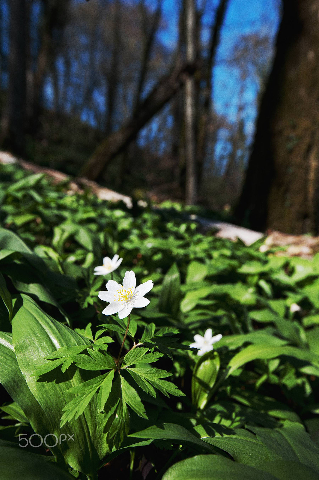 Nikon D700 sample photo. Wood anemone in sycamore forest photography