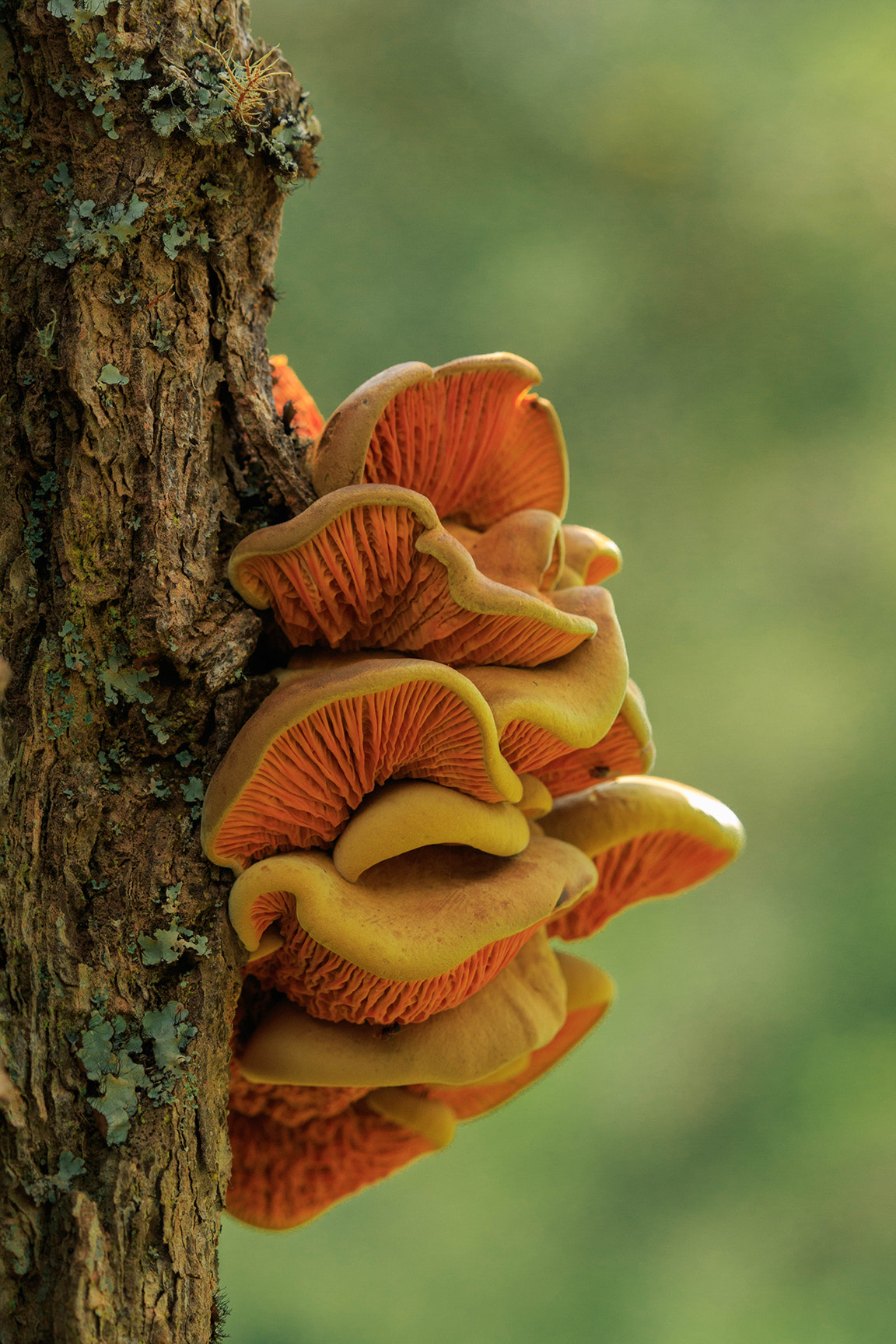 Canon EF 100mm F2.8 Macro USM sample photo. Mushroom photography