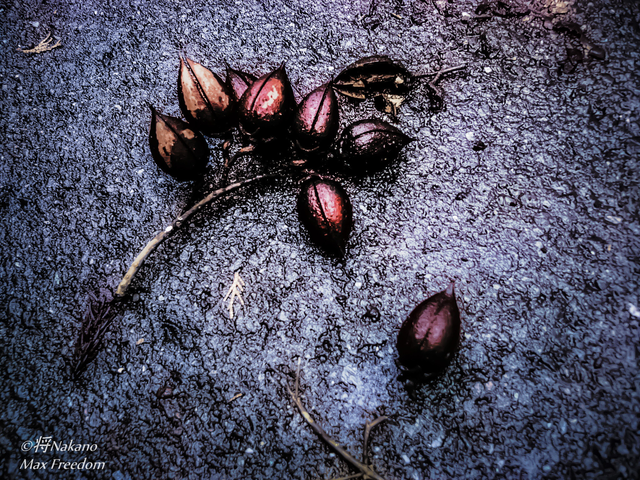 Panasonic DMC-F1 sample photo. The fallen tree's nut shell. photography