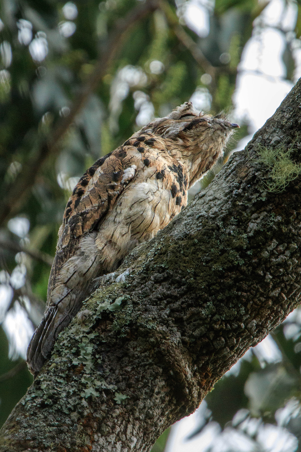 Canon EF 100-400mm F4.5-5.6L IS USM sample photo. Urutau photography